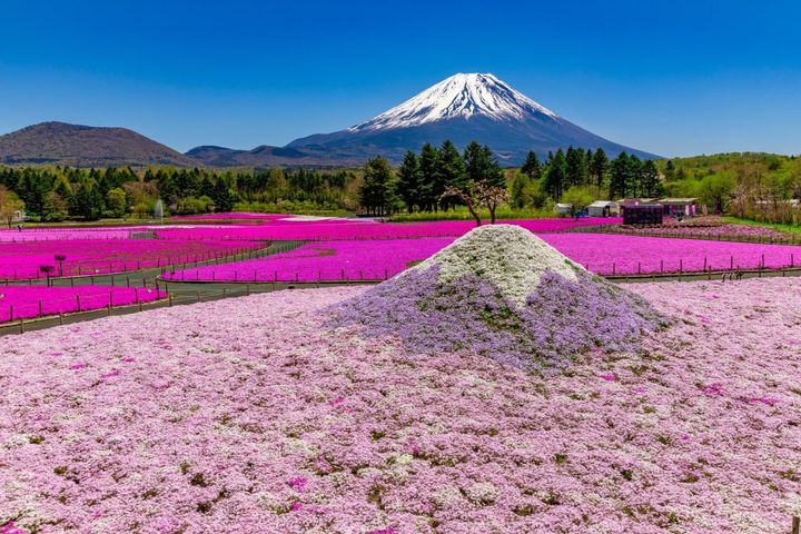 「富士芝桜まつり」