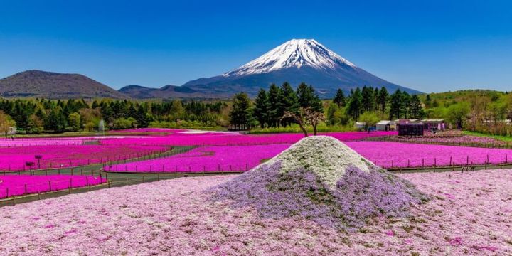 2026富士芝桜まつり】約50万株の桜と富士山が望める絶景春スポット