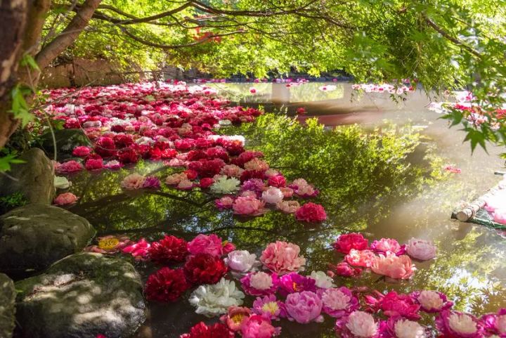 5月にはシャクヤクの「花筏」と紅葉のコラボも(土日限定)