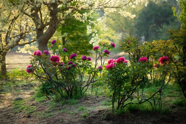 4月は希少な牡丹の開花リレー