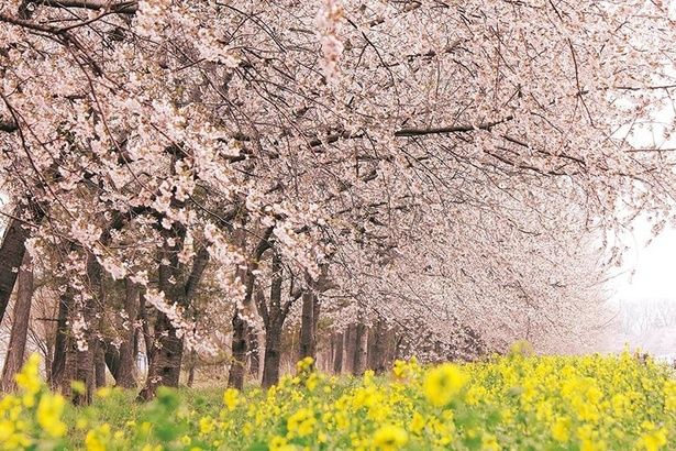 今見頃＆間もなく見頃の桜スポットをピックアップ(写真は桜・菜の花ロードの桜) 画像提供：大潟村