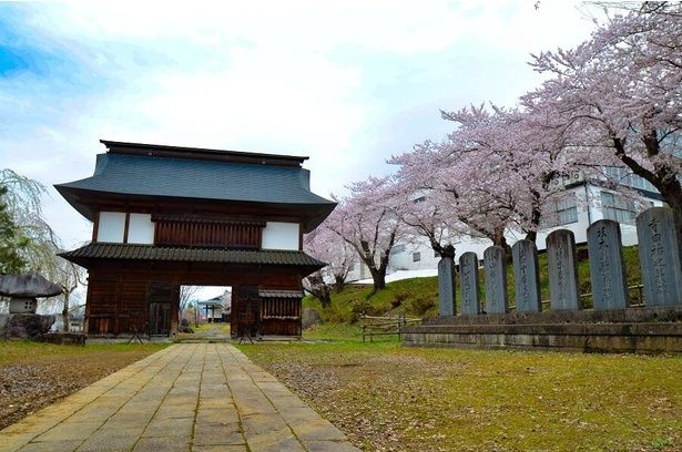 名将たちに受け継がれた後堅固の城につながる桜並木/飯山城址公園の桜 画像提供：信州いいやま観光局