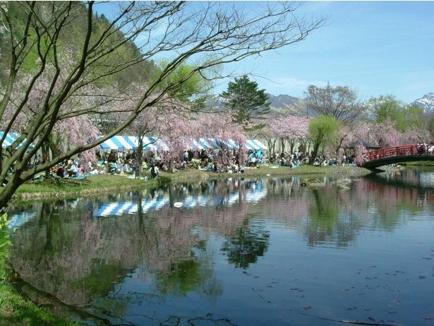 山の緑と桜のピンクのコントラストが美しい/湯沢中央公園の桜 画像提供：湯沢町総合管理公社