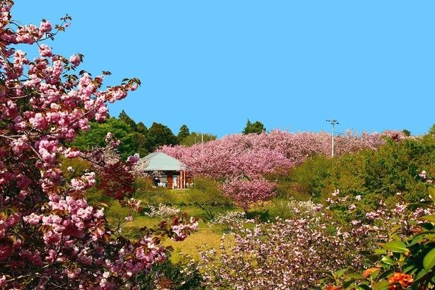 「日本さくら名所100選」にも選ばれた八重桜の名所/静峰ふるさと公園の桜 画像提供：那珂市観光協会