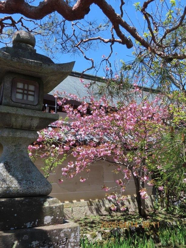 境内で可憐な八重の花を開く/梅宮大社の桜 画像提供：梅宮大社