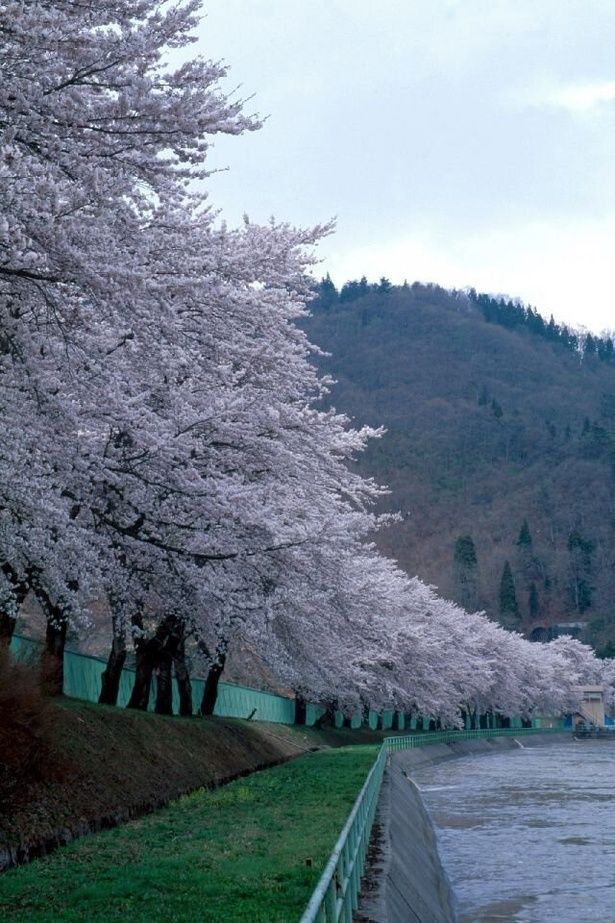 公園からダム水面に映る桜を一望/飯山西大滝ダムの桜 画像提供：信州いいやま観光局