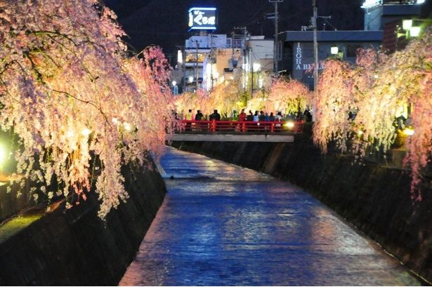 ライトアップされたしだれ桜/倉津川しだれ桜 画像提供：天童市