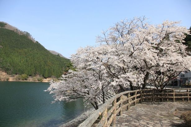 湖畔の遊歩道沿いに咲く桜と静かな水辺/音水湖(引原ダム)周辺の桜 画像提供：宍粟市役所