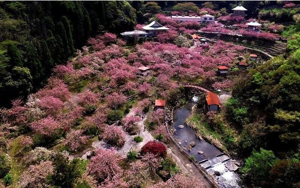 雲海のように広がる一心寺の八重桜の群れ/不動尊一心寺の桜 画像提供：一心寺