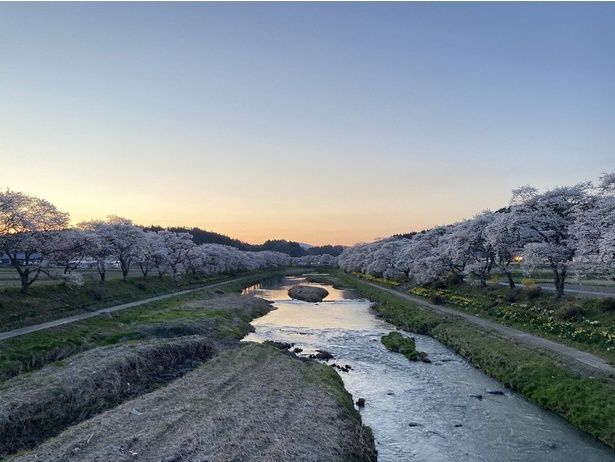 春の訪れを喜ぶかのように、夏井川両岸の桜がいっせいに咲き誇る/夏井千本桜 画像提供：小野町観光協会