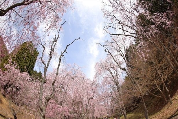 しだれ桜の並木道は圧巻のひと言に尽きる/世羅 甲山ふれあいの里の桜 画像提供：世羅甲山ふれあいの里