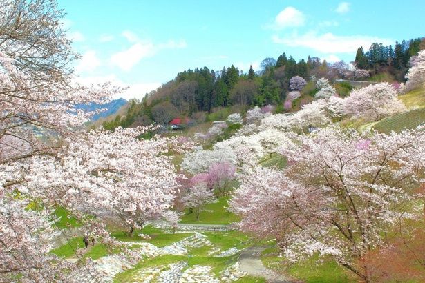 360度の大パノラマ/東山夢の郷公園(夢農場)の桜 画像提供：夢農場
