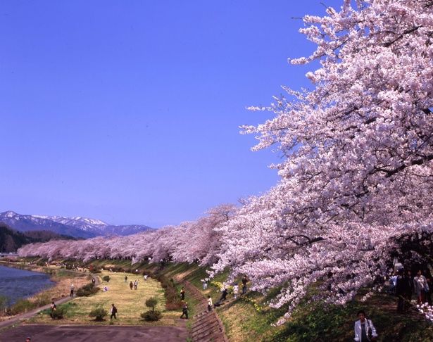 桧木内川堤を満開の桜が彩る/桧木内川堤の桜 画像提供：一般社団法人 田沢湖・角館観光協会