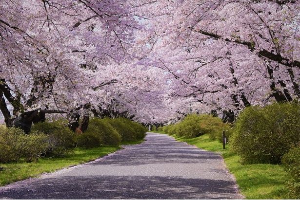 樹齢90年を超える桜の並木を散策できる/北上展勝地の桜 画像提供：北上観光コンベンション協会