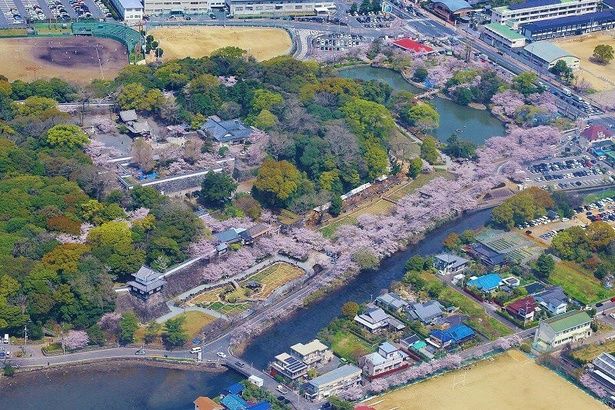 広い敷地の各所で見られる桜/大村公園(大村神社)の桜 画像提供：大村市観光コンベンション協会