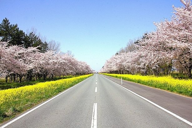 桜と菜の花のコントラストが春らしい/桜・菜の花ロードの桜 画像提供：大潟村