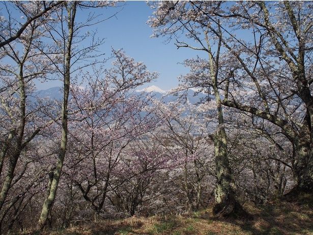 桜と常念岳(光城山山頂付近)/光城山の桜 画像提供:安曇野市