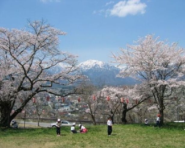 桜の木の間から雄大な北アルプスがみられる/大町公園の桜 画像提供：市立大町山岳博物館
