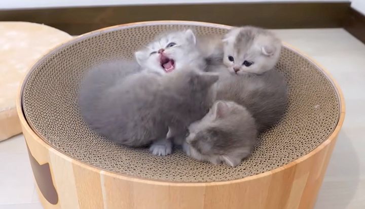 喧嘩する子猫達