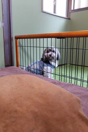 【東京都渋谷区】ペットとヒトが同時にととのう、完全個室のウェルネスサロン「PETUNE TOKYO」OPEN