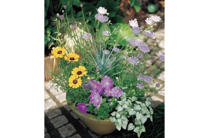 春〜初夏に次々と咲く【ブルーレースフラワーの寄せ植え】ふんわりやさしい雰囲気が◎