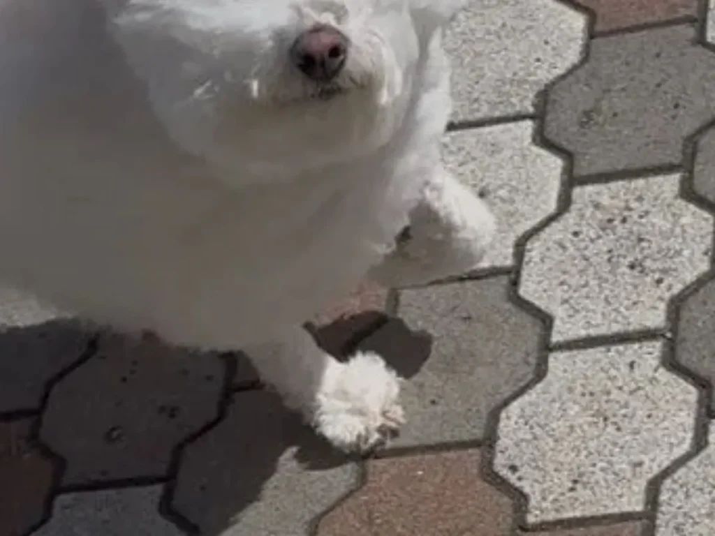 ビションフリーゼの奇跡の表情に笑顔が広がる散歩