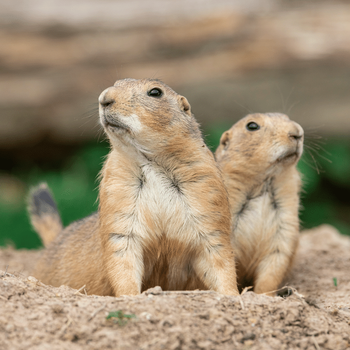 小諸市動物園に仲間入りするプレーリードッグ