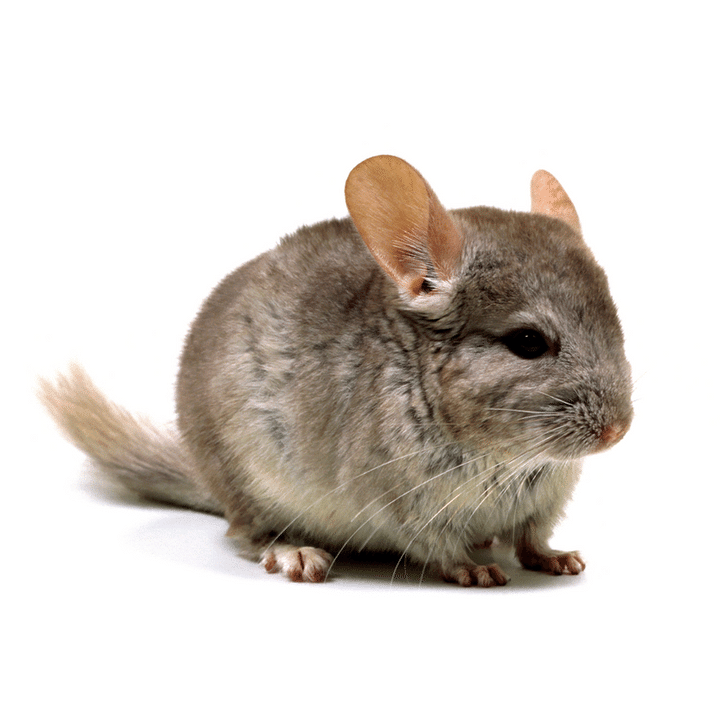 小諸市動物園に仲間入りするチンチラ