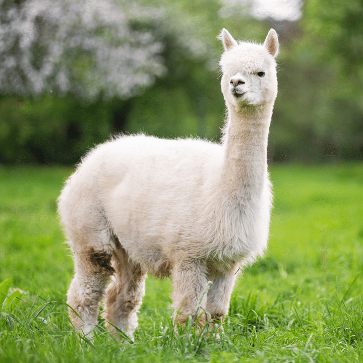 小諸市動物園に仲間入りするアルパカ