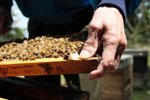 「新蜜 神都 花々」と「新蜜 れんげ」が予約開始！新鮮で貴重なはちみつを味わおう