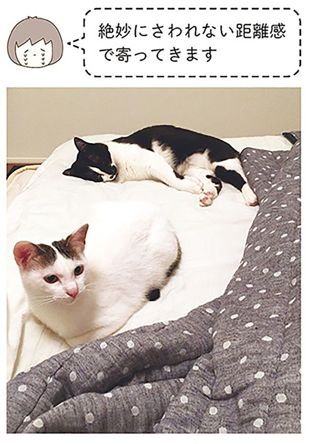 絶妙にさわれない距離感で寄ってきます （C）卵山玉子／KADOKAWA