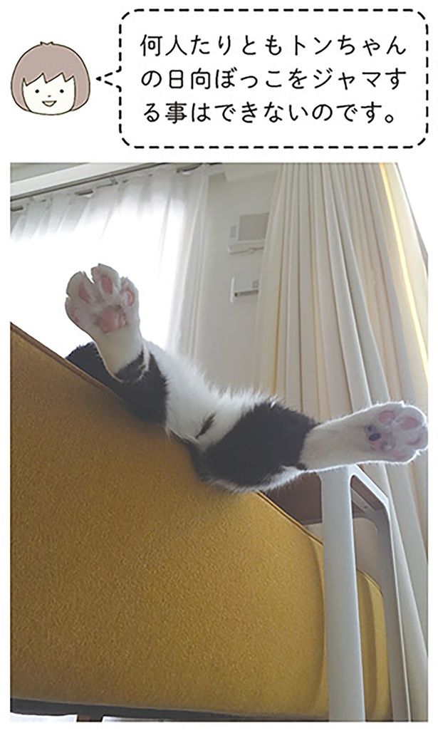 何人たりともトンちゃんの日向ぼっこをジャマすることはできないのです （C）卵山玉子／KADOKAWA