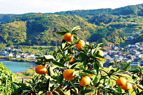 愛媛産伊予柑の廃棄果皮を再利用。人工皮革による室内履きMakuakeに登場！