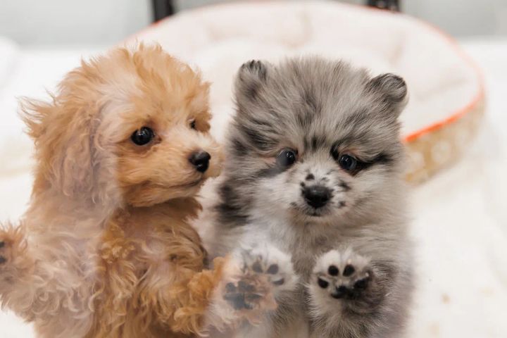 リニューアルしたP’s-first橿原店の店内イメージ