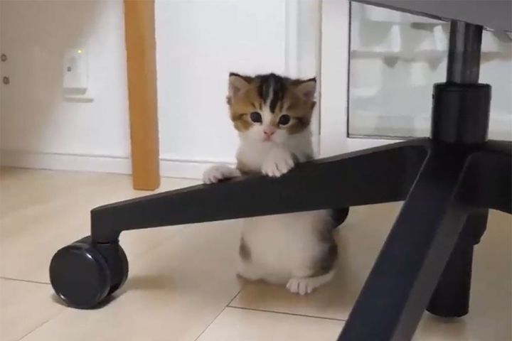 椅子の脚にしがみつく子猫。何度も挑戦するけど……