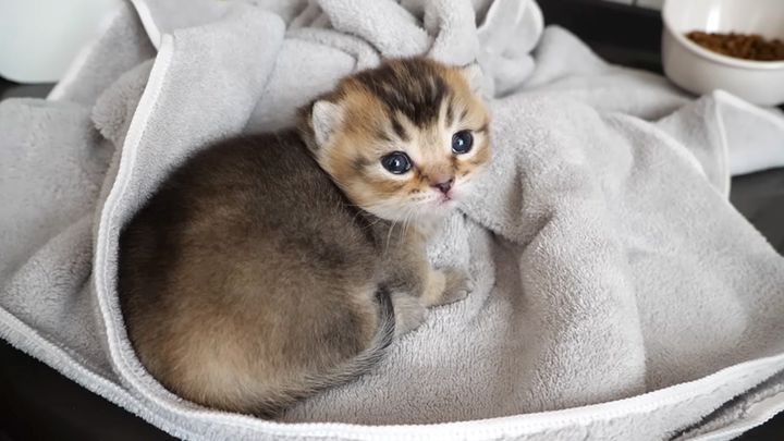 丸くなってモジモジする赤ちゃん猫