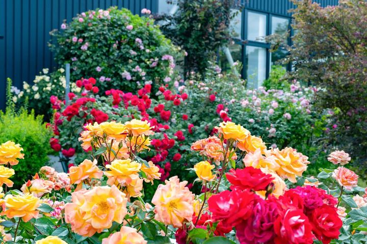色とりどりのバラが咲く横浜イングリッシュガーデン。園内には色や植栽法で分けられた様々なコーナーがあります。