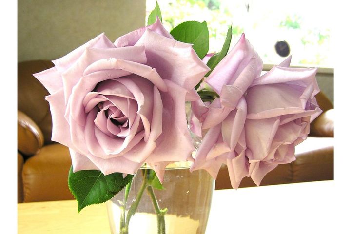 【保存版】バラのアブラムシ対策、何からする？初期に効く駆除のコツと春に増える理由、予防まで丸わかり