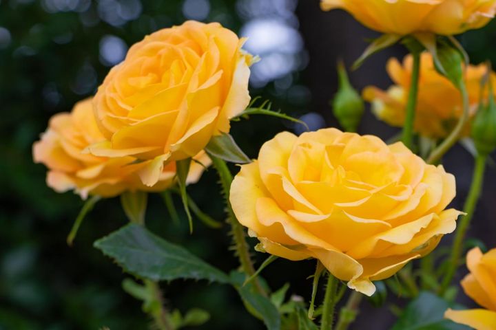 元気をもらえるような黄色のフロリバンダローズ。つぼみやガク、花首もきれいで健康に育っているのが分かります。