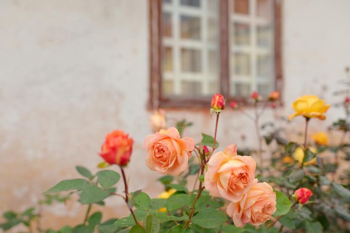 イギリスの建物と前庭のバラですが、古びた壁や窓枠にパウダーカラーのバラがよく調和しています。