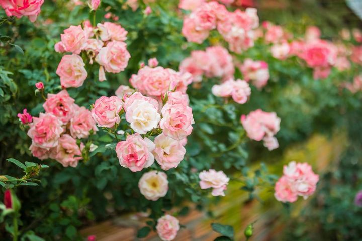 庭の一画に小高いレイズドベッドを設けてバラを茂らせています。湿気の多い日本では株の通風に気をつけましょう。