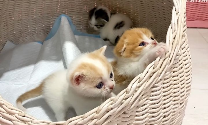 外に出ようとする子猫達