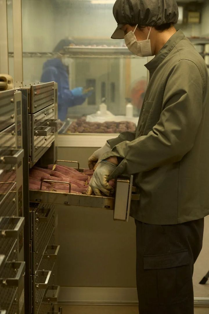 高級レストランやホテルでの採用を見据えた焼き芋製造のイメージ