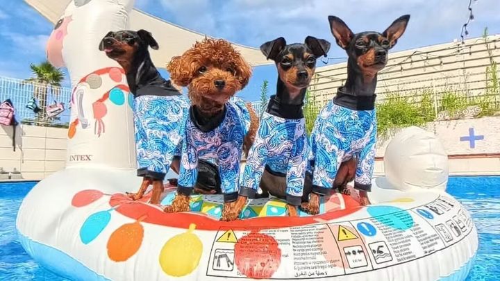 DOG POOL VILLAGE富津海岸公式サイトより引用