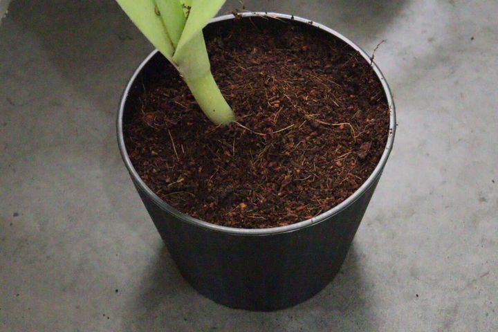 ダイソー 水で増える園芸土 Coco Brick 使用感