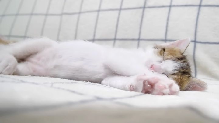 眠りに落ちる子猫
