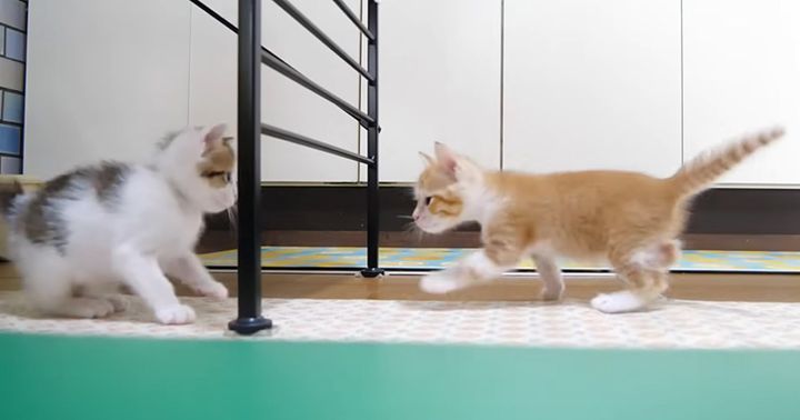 遊び回る子猫達
