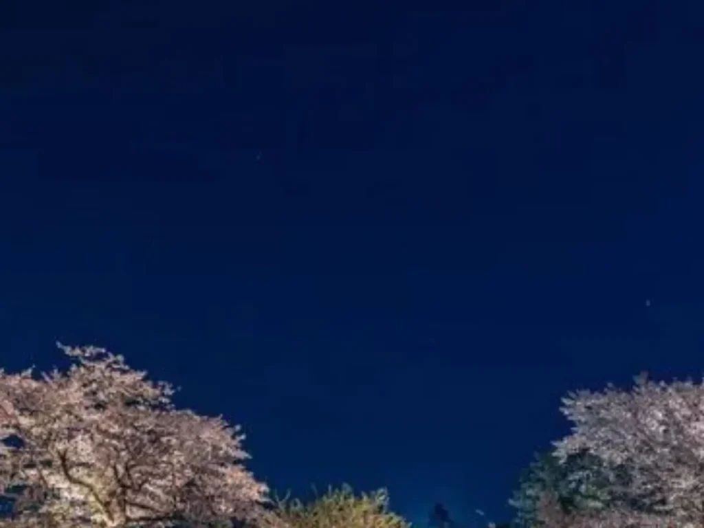 無人駅での幻想的な夜桜と列車