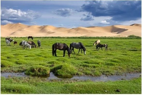 馬肉や高麗人参6年根など和漢素材を取り入れたKONOSAKUのコース料理