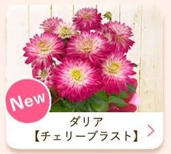 花鉢と苺×さつまいもバウムクーヘンを組み合わせた母の日ギフト